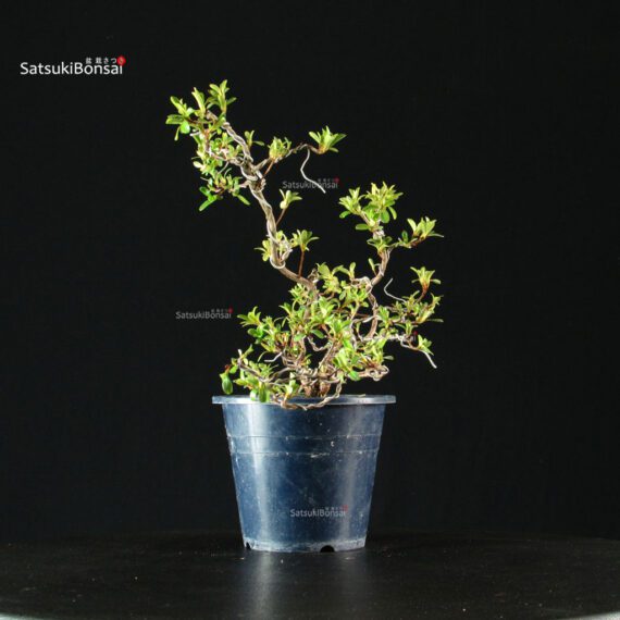255396_4-Satsuki-Spp Azalea Satsuki HAKUSEN-NO-MAI - immagine 9