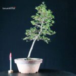 Azalea Satsuki HOSHI NO KAGAYAKI