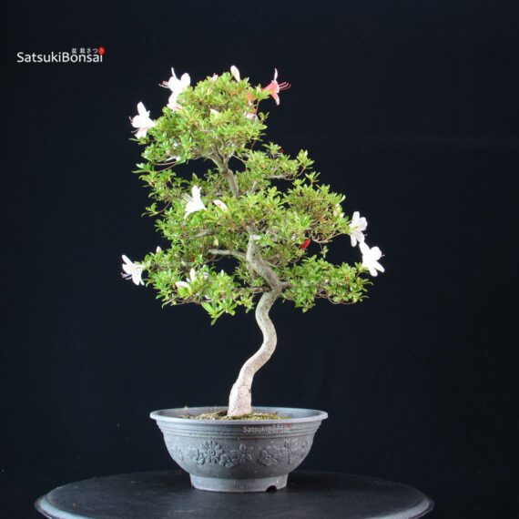 Azalea Satsuki Spp. - immagine 1