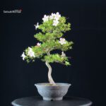 Azalea Satsuki Spp. - immagine 3