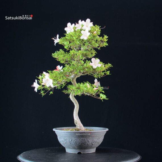 Azalea Satsuki Spp. - immagine 3