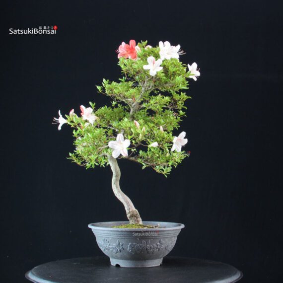 Azalea Satsuki Spp. - immagine 4