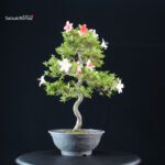 Azalea Satsuki Spp. - immagine 5