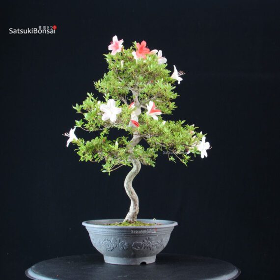 Azalea Satsuki Spp. - immagine 5