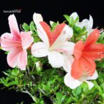 Azalea Satsuki Spp. - immagine 2