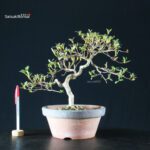 Azalea Satsuki AKASAI - immagine 7