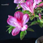 Azalea Satsuki AKASAI - immagine 2