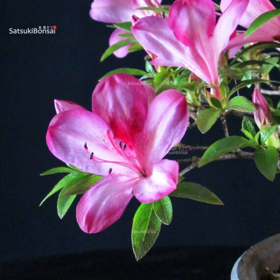 Azalea Satsuki AKASAI - immagine 2