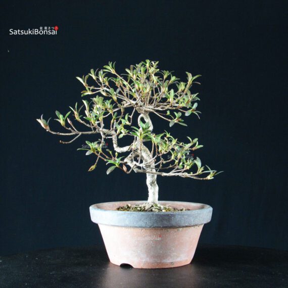 Azalea Satsuki AKASAI - immagine 9