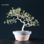 Azalea Satsuki AKASAI - immagine 8