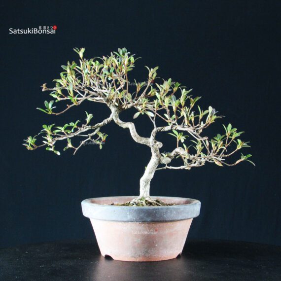 Azalea Satsuki AKASAI - immagine 8