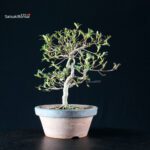 Azalea Satsuki AKASAI - immagine 10