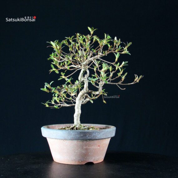 Azalea Satsuki AKASAI - immagine 10