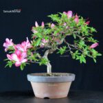 Azalea Satsuki AKASAI