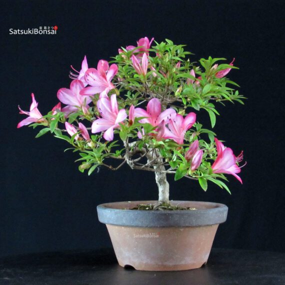 Azalea Satsuki AKASAI - immagine 3