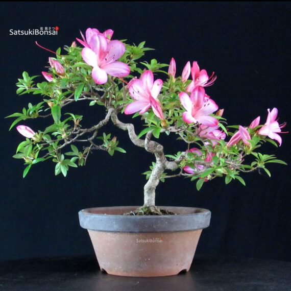 Azalea Satsuki AKASAI - immagine 4