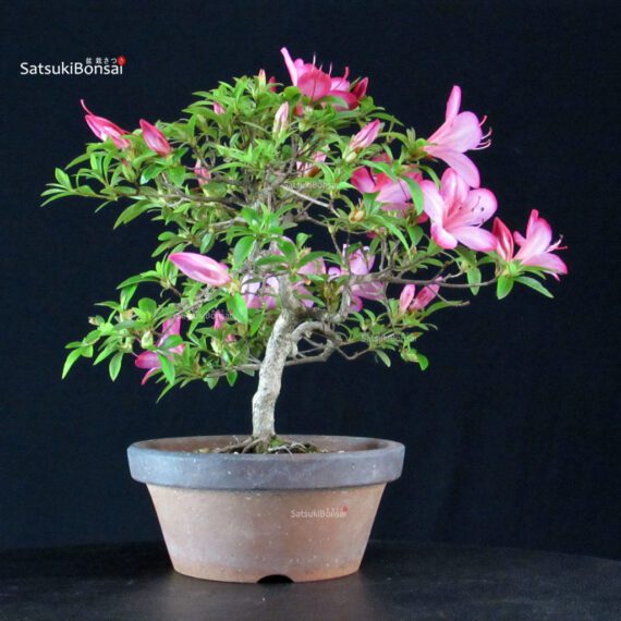 Azalea Satsuki AKASAI - immagine 5