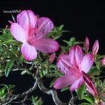 Azalea Satsuki AKASAI - immagine 6