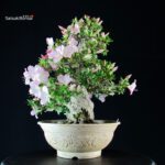 Azalea Satsuki JUKO - immagine 3