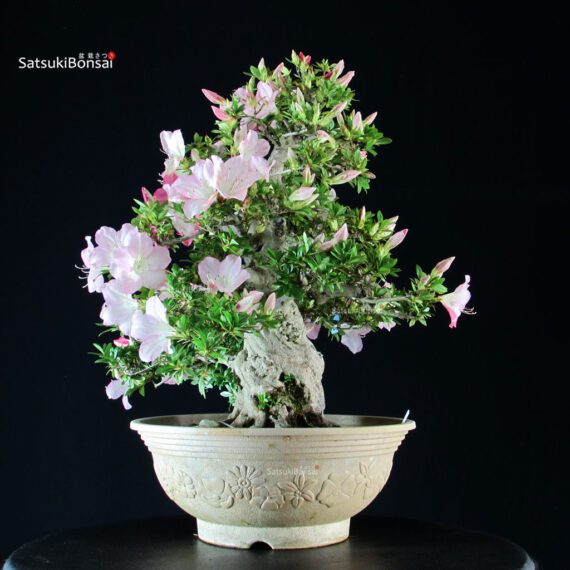 Azalea Satsuki JUKO - immagine 3