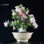 Azalea Satsuki JUKO - immagine 4