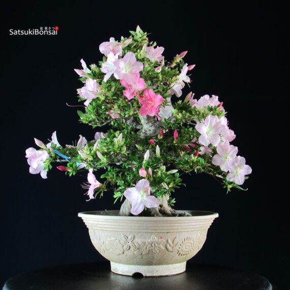 Azalea Satsuki JUKO - immagine 4