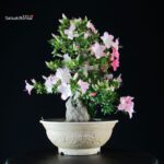 Azalea Satsuki JUKO - immagine 5