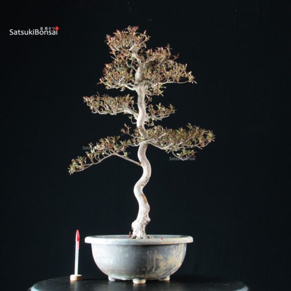 255435_1-Satsuki-azalea Azalea Satsuki Spp. - immagine 1