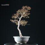 Azalea Satsuki Spp. - immagine 2