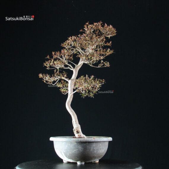 Azalea Satsuki Spp. - immagine 2