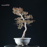 Azalea Satsuki Spp. - immagine 4