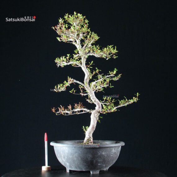 255436_1-Satsuki-Azalea-spp Azalea Satsuki Spp. - immagine 1