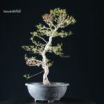 Azalea Satsuki Spp. - immagine 2