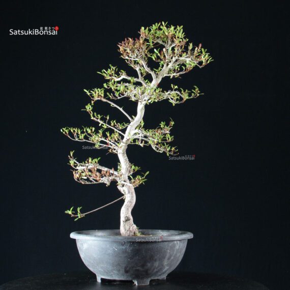 255436_2-Satsuki-Azalea-spp Azalea Satsuki Spp. - immagine 2