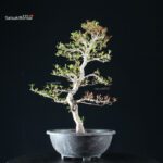 Azalea Satsuki Spp. - immagine 3