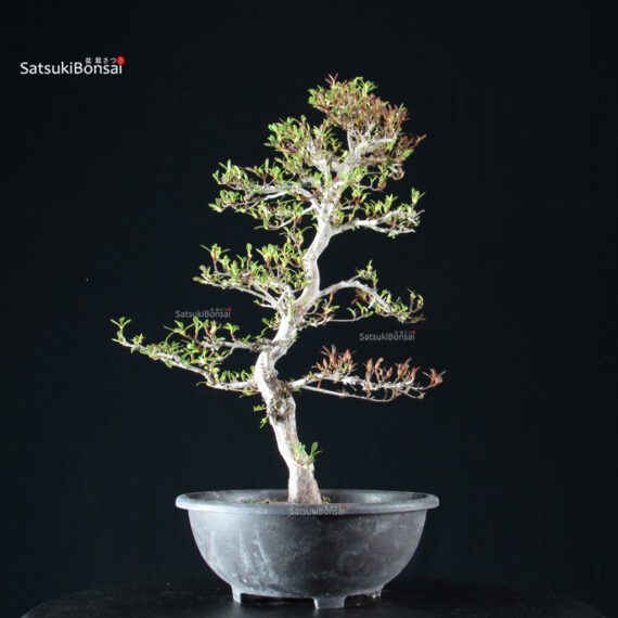 255436_3-Satsuki-Azalea-spp Azalea Satsuki Spp. - immagine 3