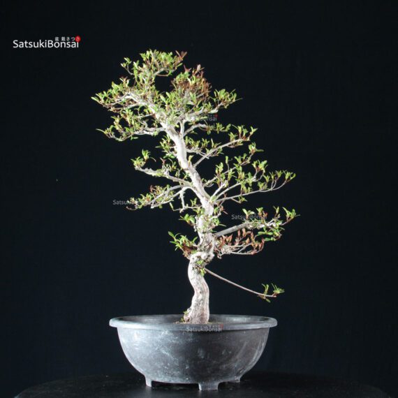 255436_4-Satsuki-Azalea-spp Azalea Satsuki Spp. - immagine 4