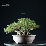 Azalea Satsuki KAHO - immagine 3