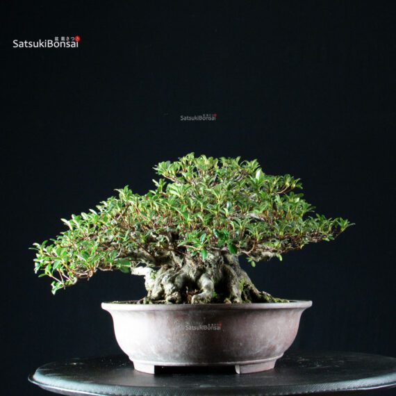 Azalea Satsuki KAHO - immagine 3