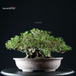 Azalea Satsuki KAHO - immagine 4