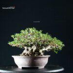 Azalea Satsuki KAHO - immagine 5