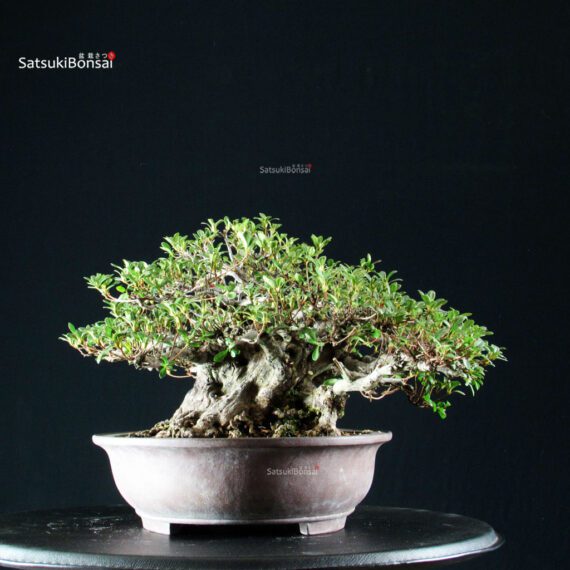 Azalea Satsuki KAHO - immagine 5