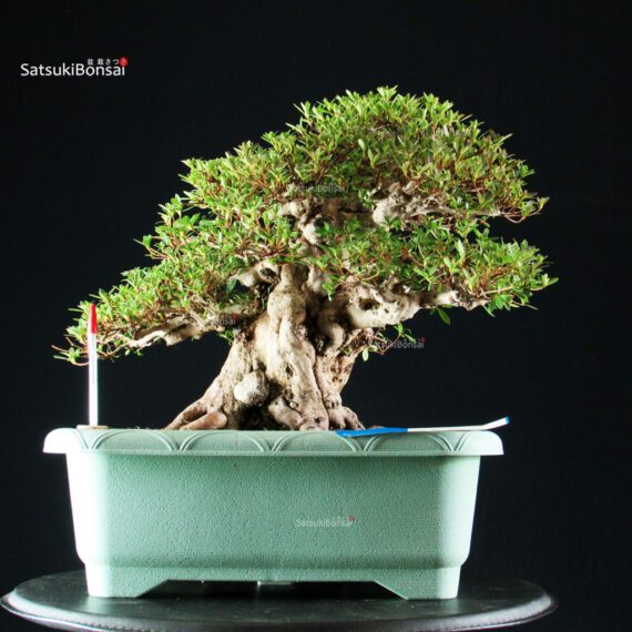 Azalea Satsuki JUKO - immagine 7