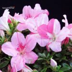 Azalea Satsuki JUKO - immagine 2