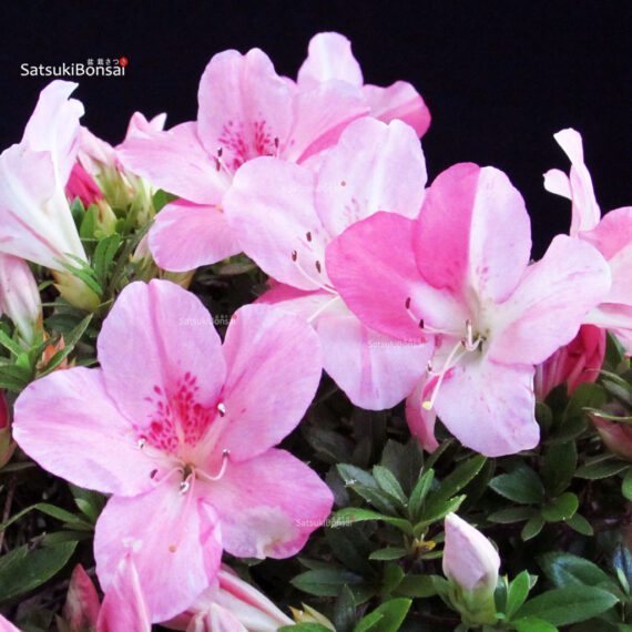 Azalea Satsuki JUKO - immagine 2