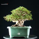 Azalea Satsuki JUKO - immagine 8