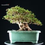 Azalea Satsuki JUKO - immagine 9