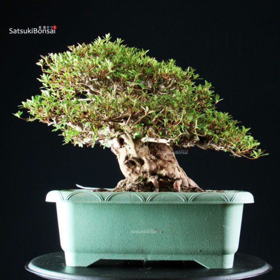 Azalea Satsuki JUKO - immagine 9