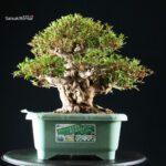 Azalea Satsuki JUKO - immagine 10