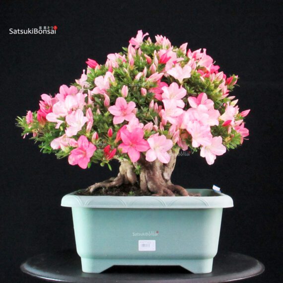 Azalea Satsuki JUKO - immagine 3